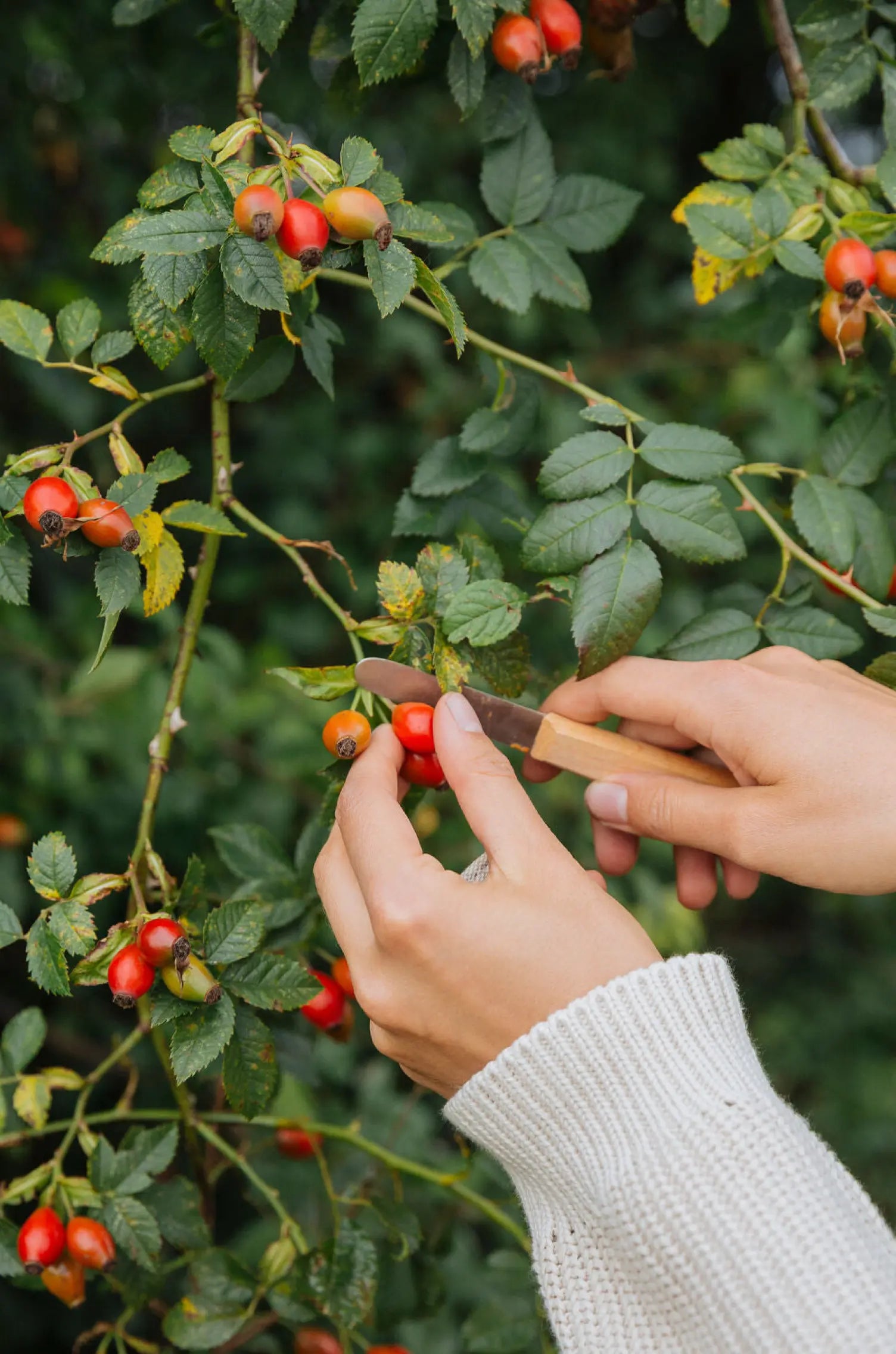 Herbst Hausapotheke Workshop am 16.10.