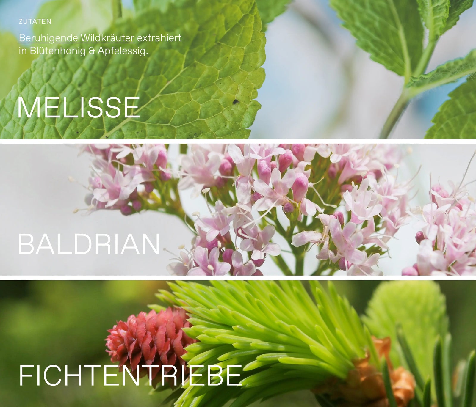 Oxymel Ruhe