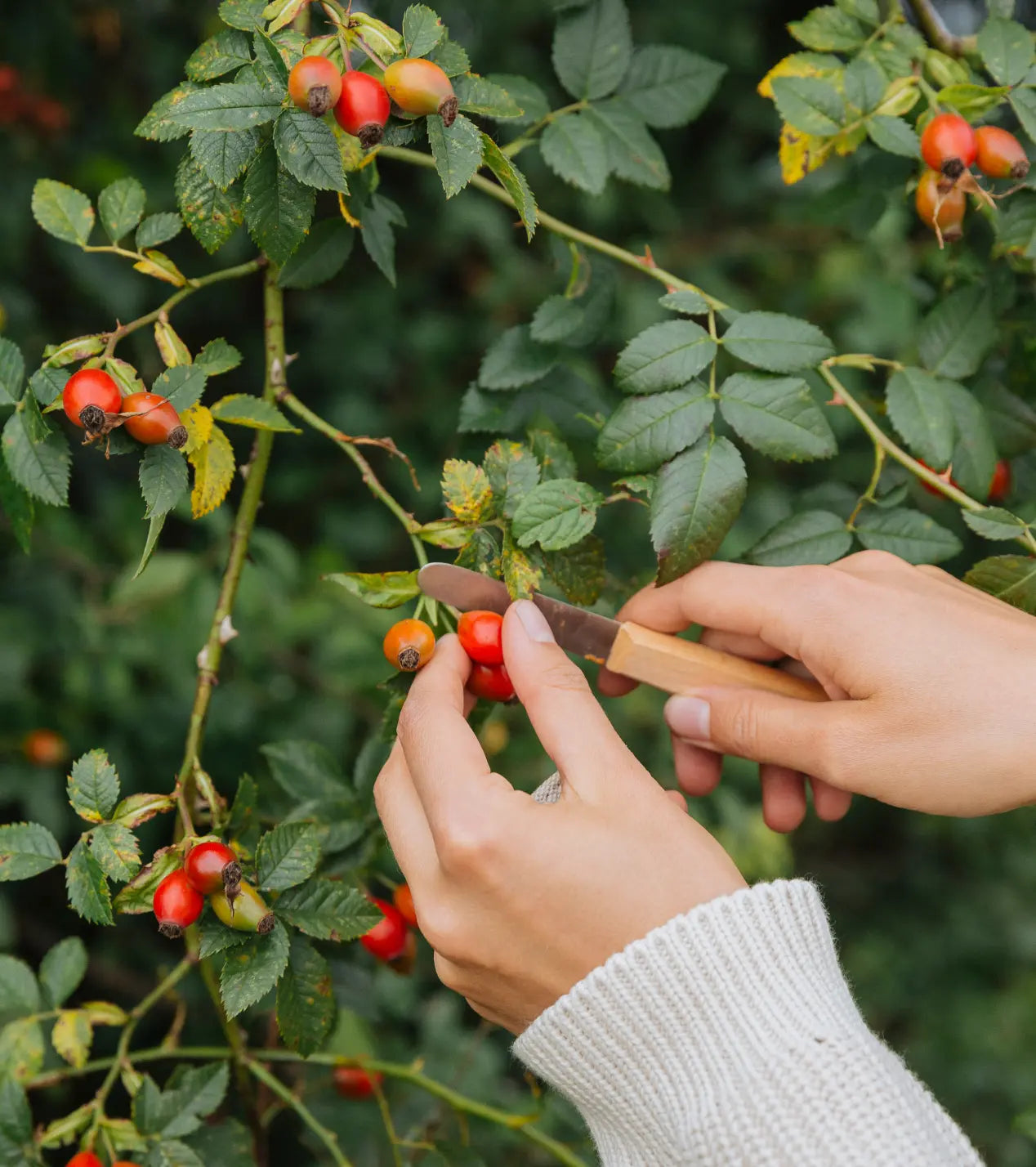 Hagebutten sammeln & roh verarbeiten