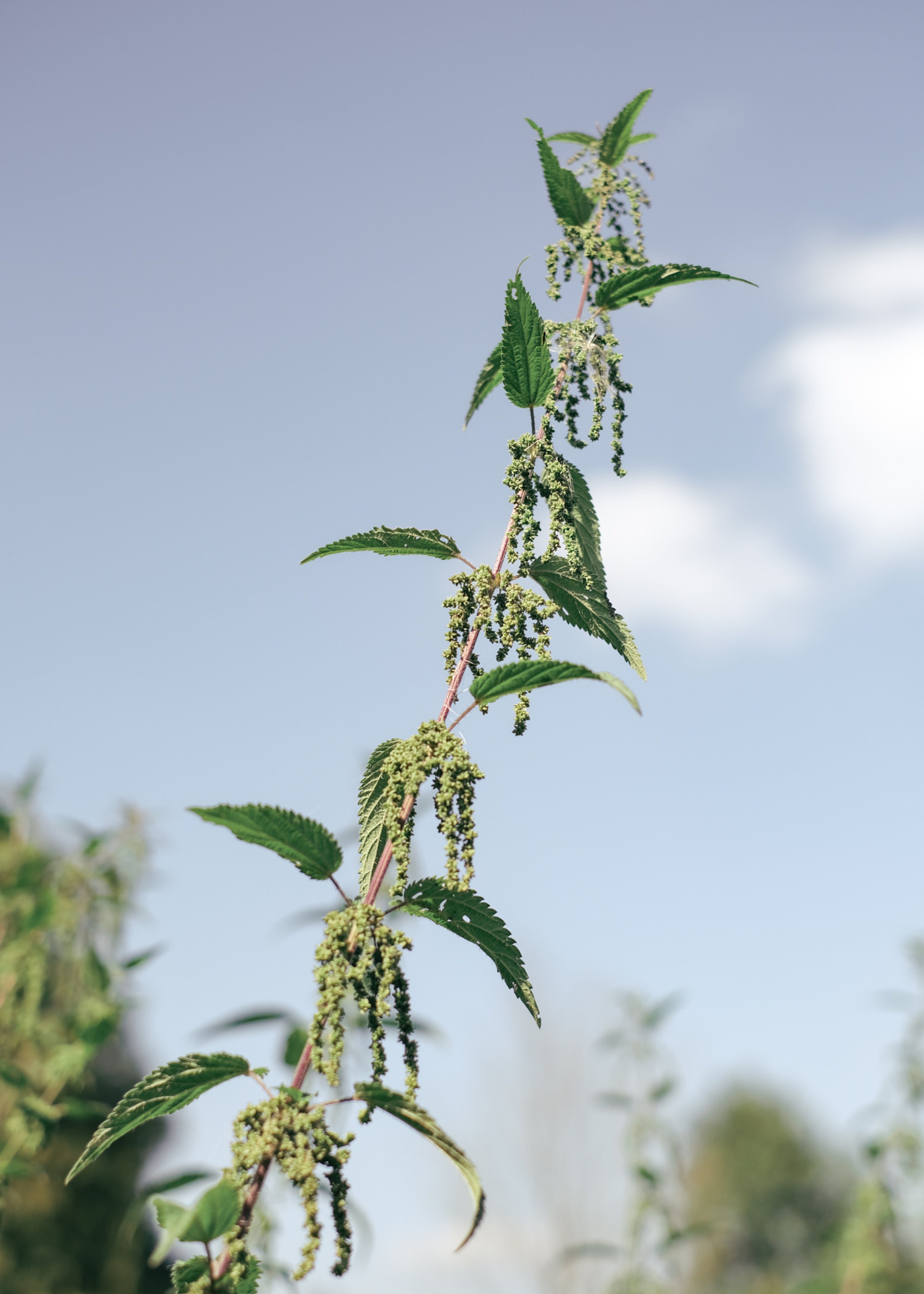 Wild Seeds – Brennnesselsamen