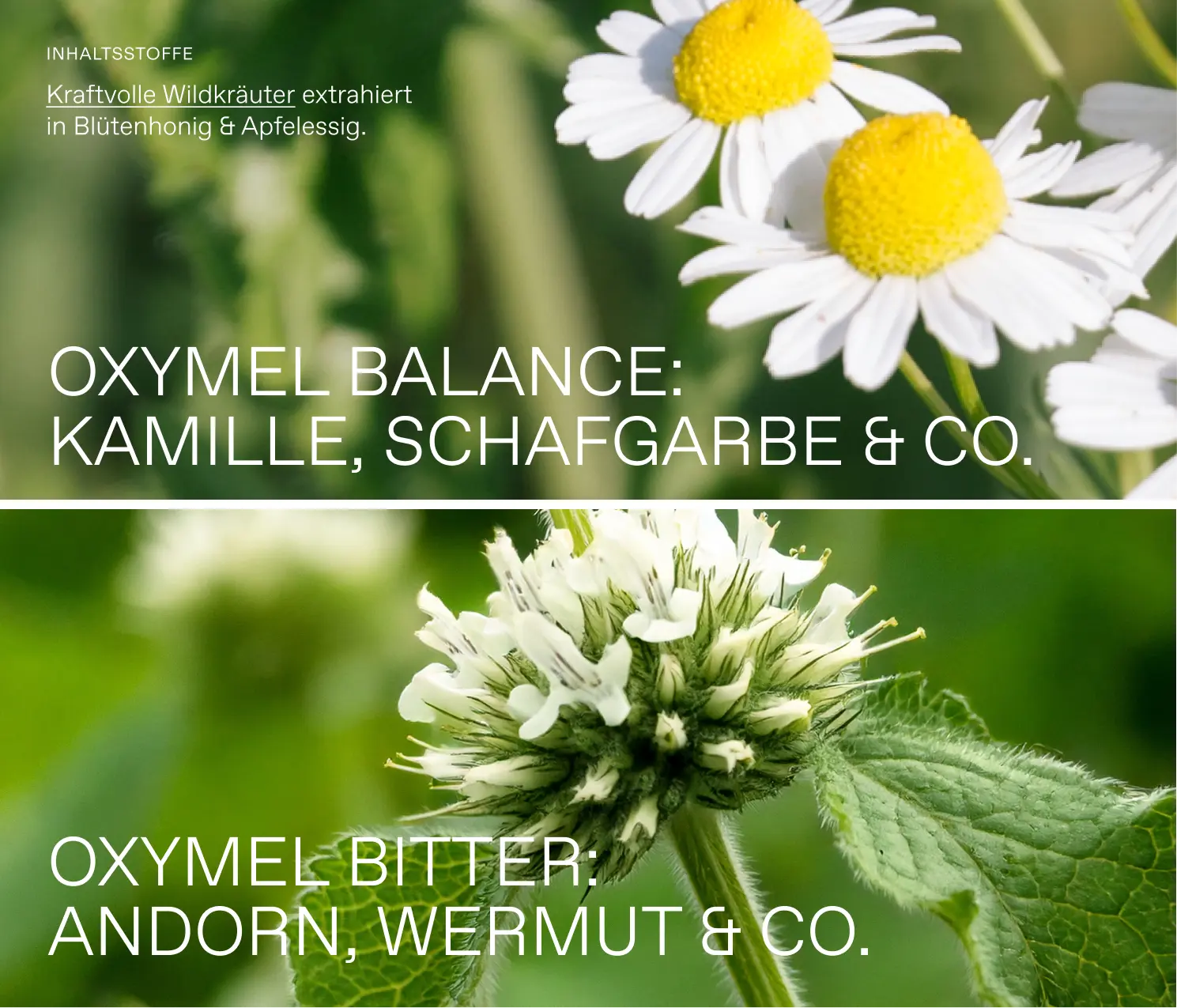Bauchwohl-Oxymel-Set