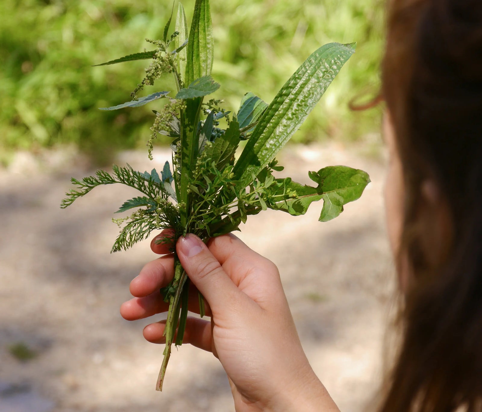 Wildkräuterwanderung Berlin 8.5.