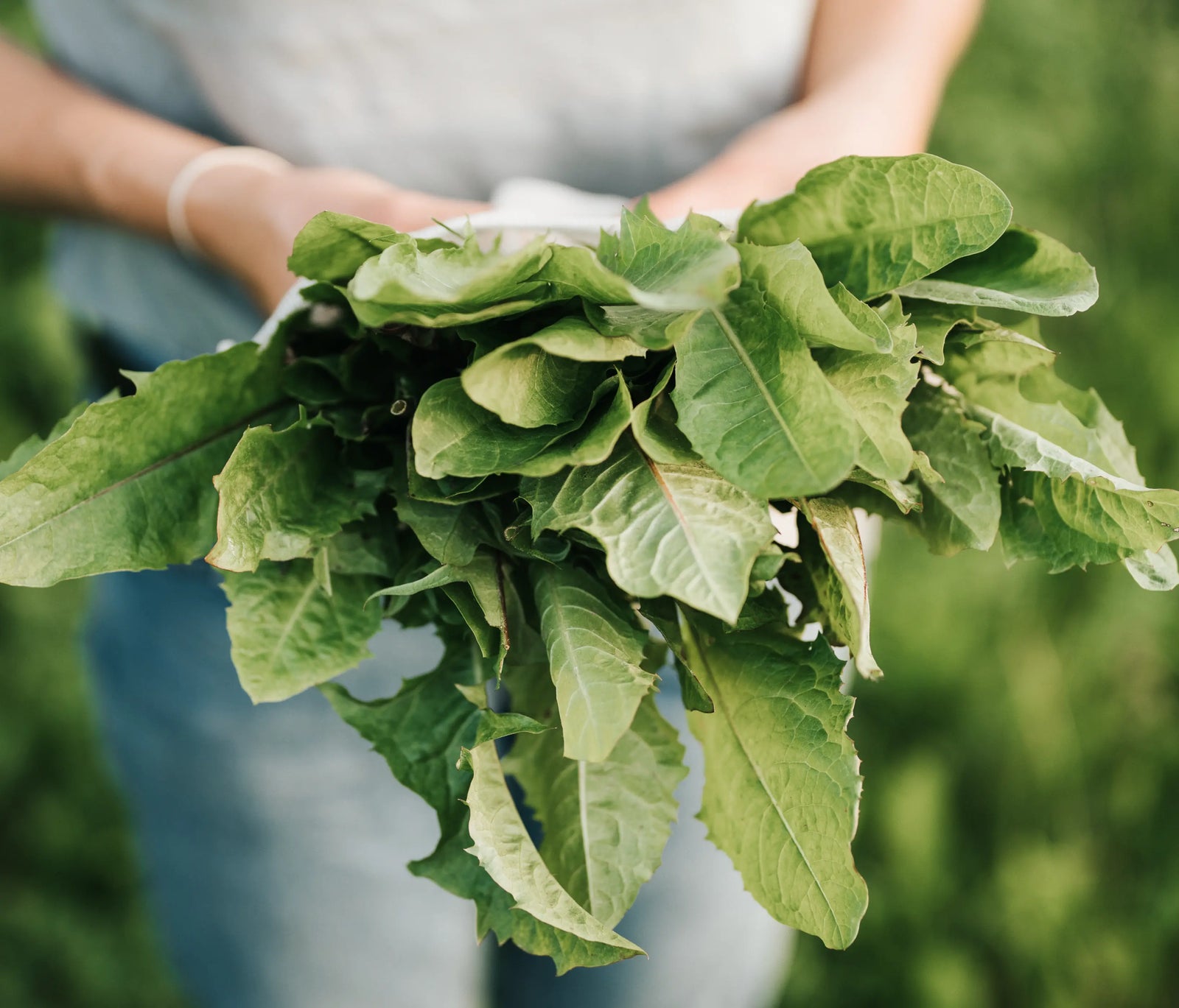 Wildkräuterwanderung Berlin 8.5.