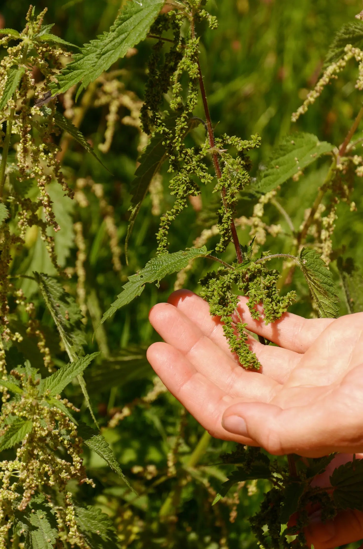 Herbst Hausapotheke Workshop am 16.10.