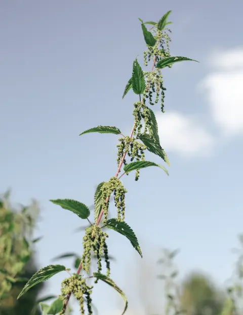 Wild Seeds
